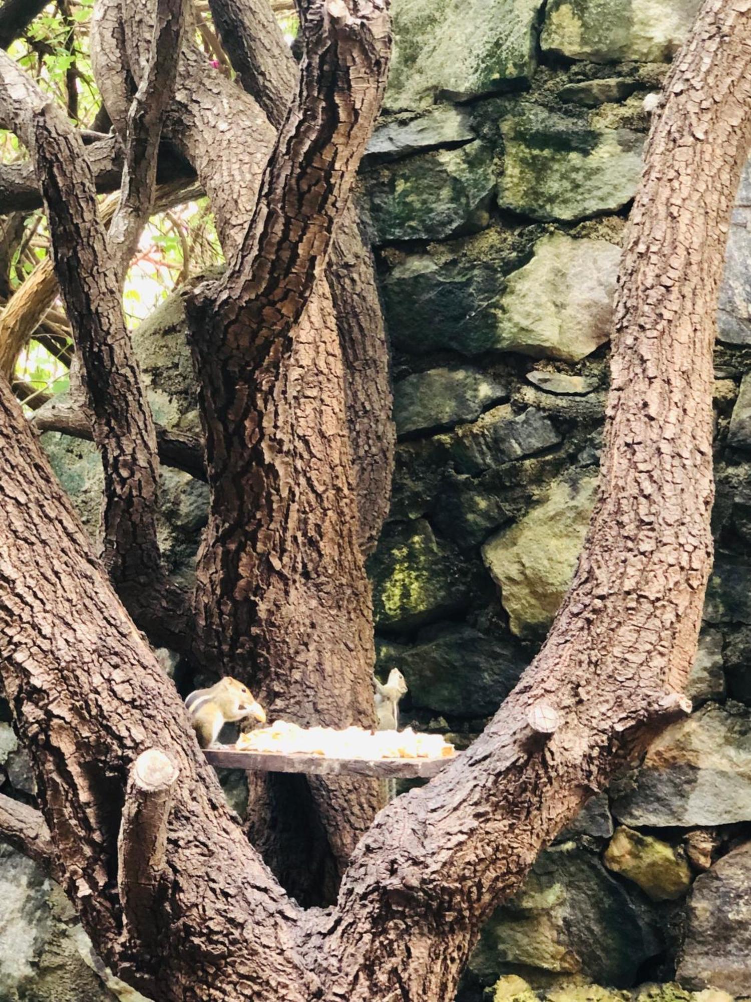 Hungry Lion Sigiriya 호텔 외부 사진